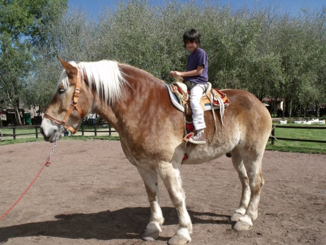  Horse show 